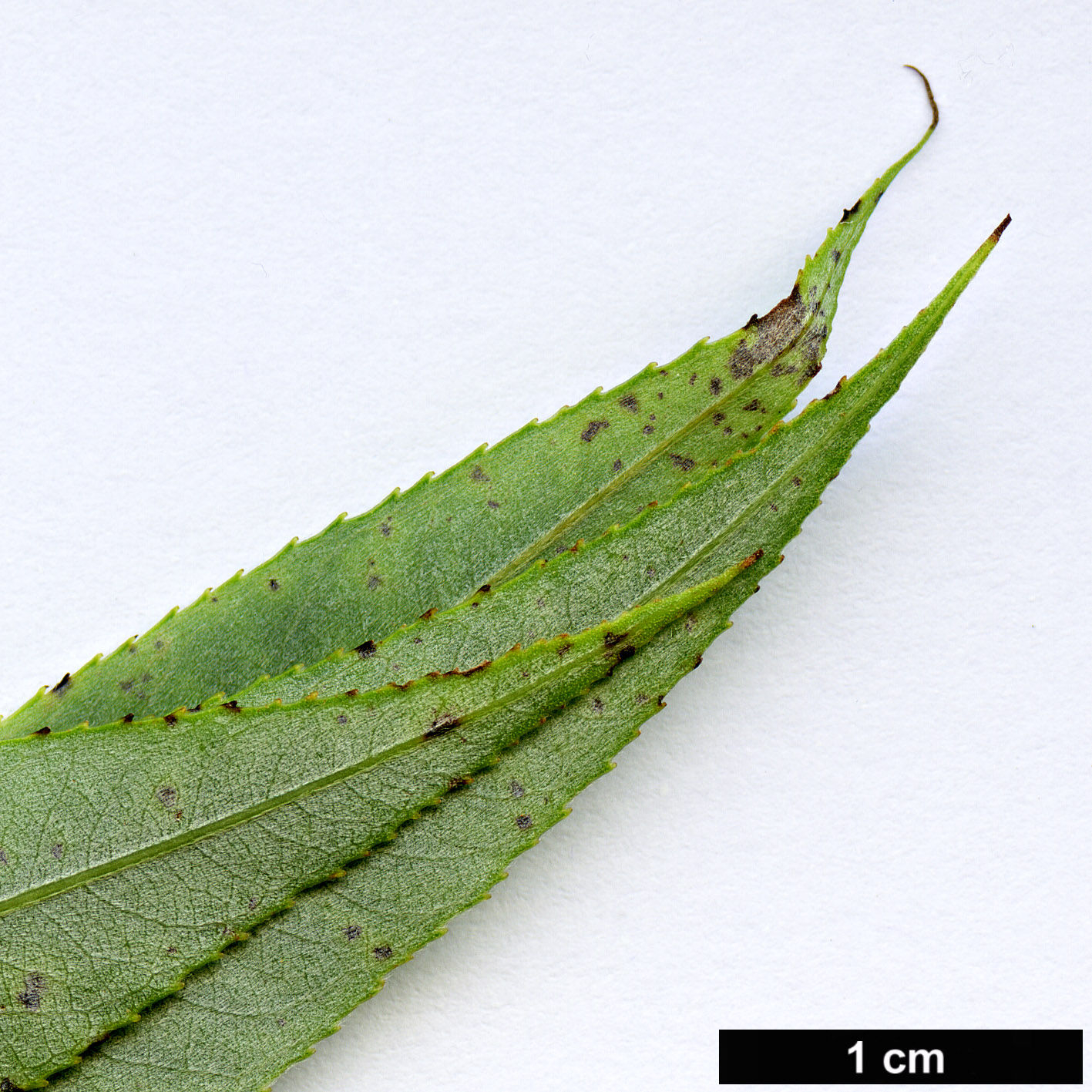 High resolution image: Family: Salicaceae - Genus: Salix - Taxon: ×pendulina - SpeciesSub: f. pendulina (S.alba × S.babylonica × S.euxina)